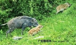 杭州野猪最新爆料一头,神秘生物现身，揭秘野猪世界！